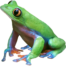 Blue Toed Tree Frog
